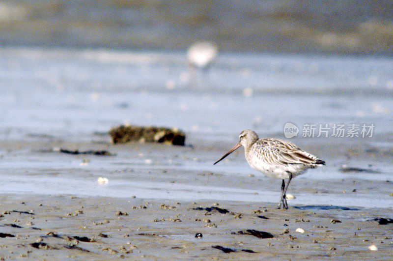 冬季羽毛的条尾干白鲑(Limosa lapponica)